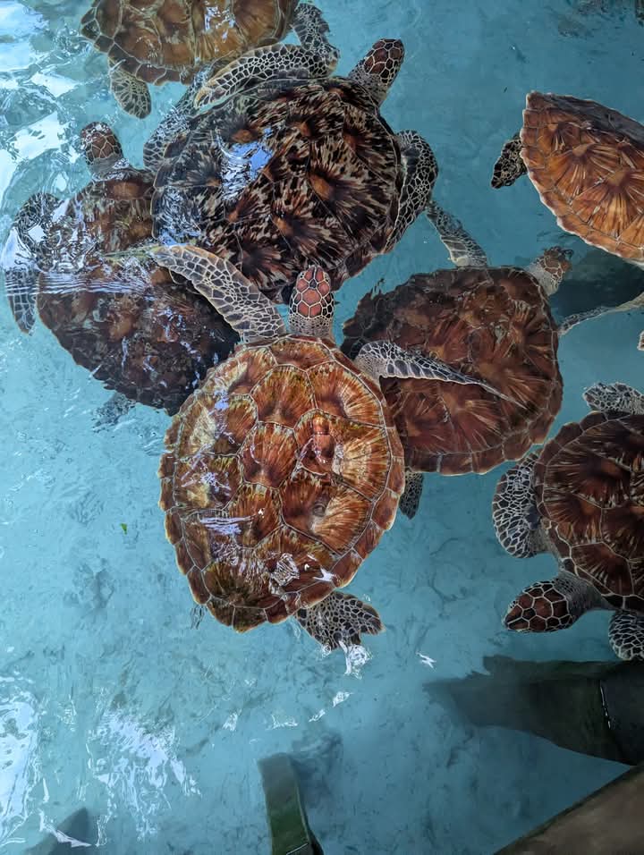 Sea turtles swimming at Baraka Natural Aquarium