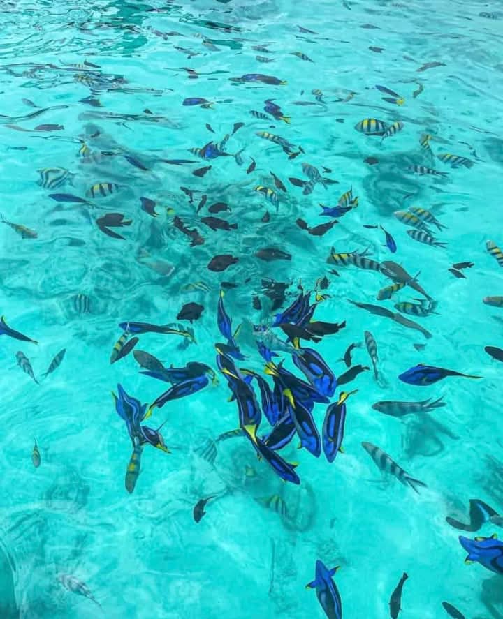 Colourful tropical fish swimming in turquoise reef waters