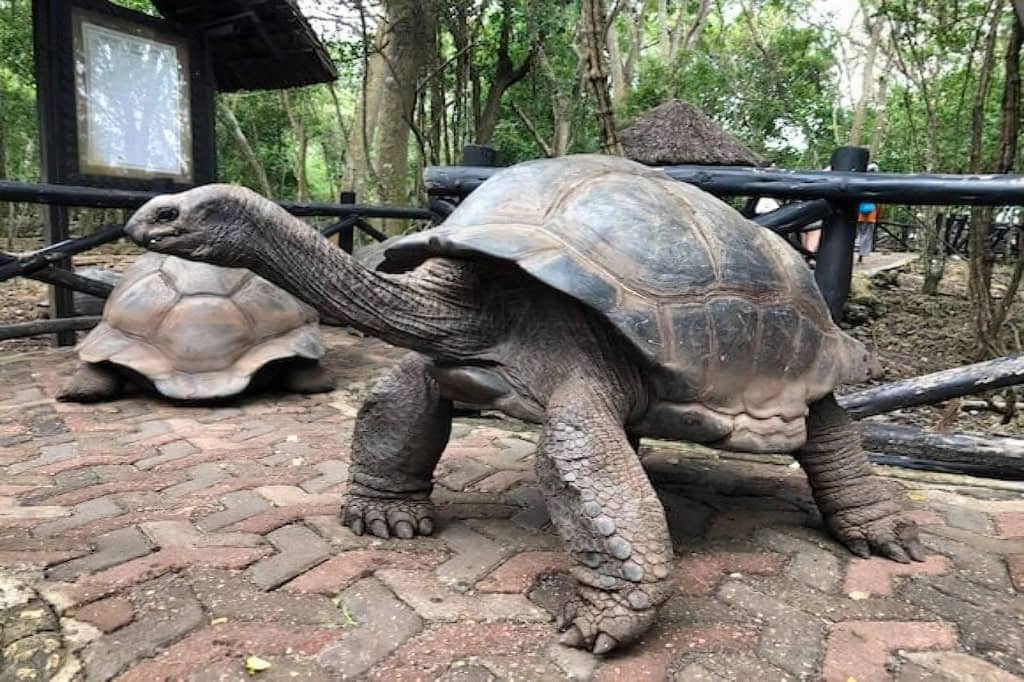 Giant Aldabra tortoise on Prison Island